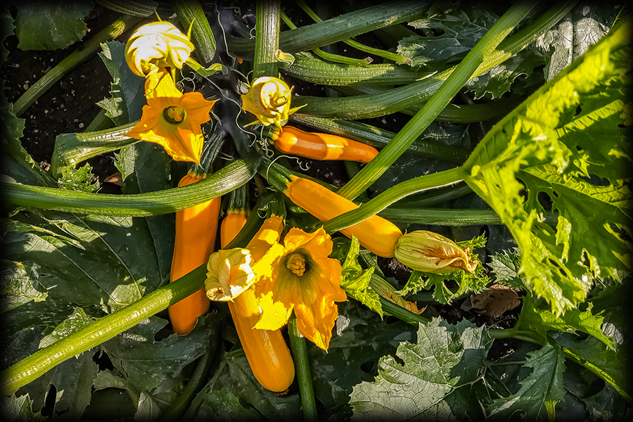 Eine sehr ertragreiche Zucchini-Pflanze in Gelb erfreut Augen und Gaumen - Handyfoto: JoSt © 2022